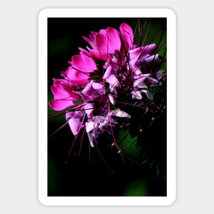 Spider Flower Bloom Sticker